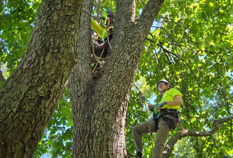 A man in yellow shirt climbing up a tree.