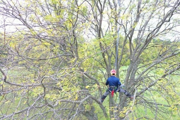 Tree climber working in a tree.
