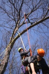 Aerial rescue hauling a person up bare branches