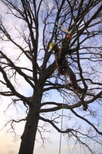 A tree surgeon working high in a tree.