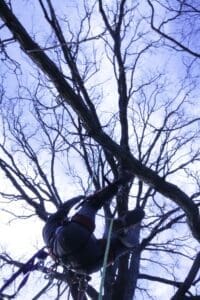 Silhouetted climber working among bare branches