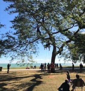 People watching a tree climber.