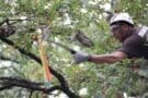 A man trimming branches from a tree.