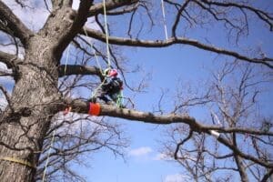 Arborist sitting on thick oak limb