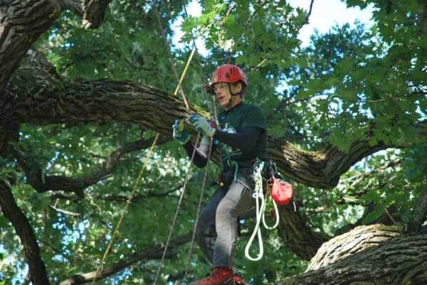 Man in red helmet tree climbing.