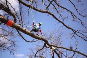 A tree climber working high in a tree.