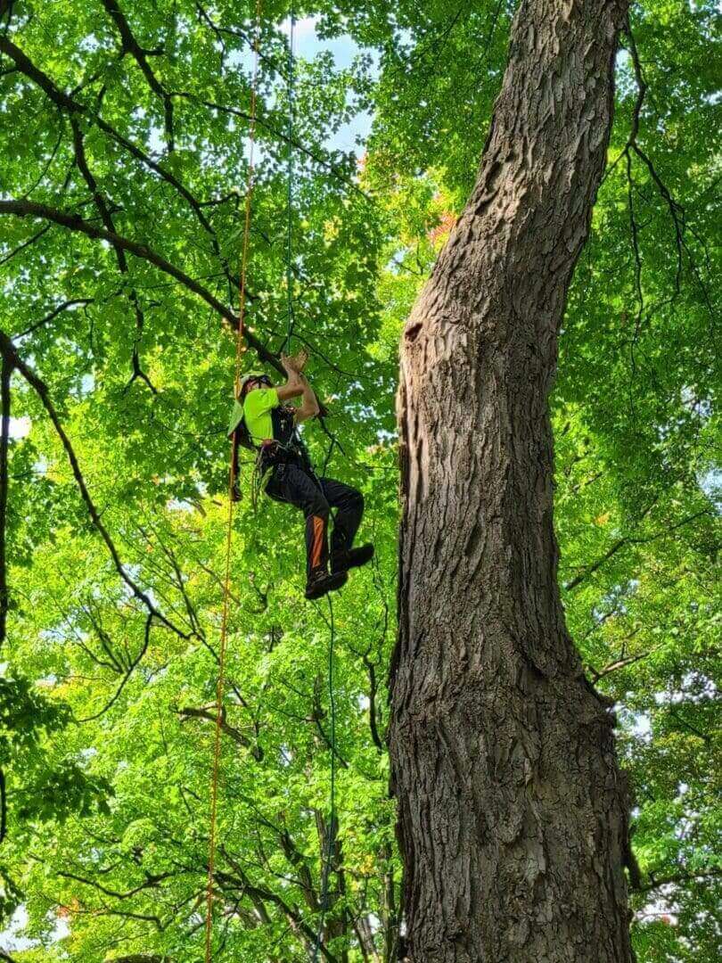 A man rappelling down a large tree.