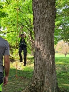 Climber descending beside large oak trunk