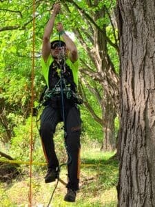 A tree climber ascending a tall tree.