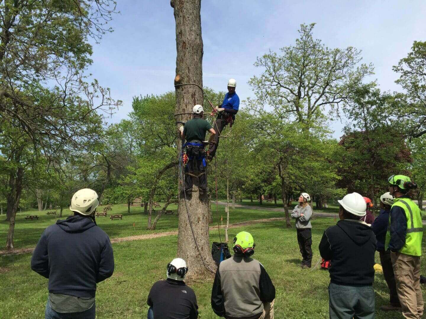Tree climbing safety training course.