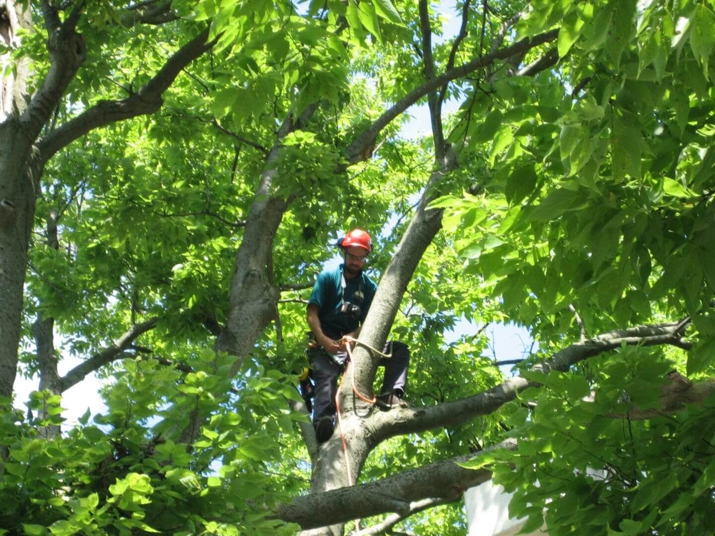 Arborist working high in a tree.