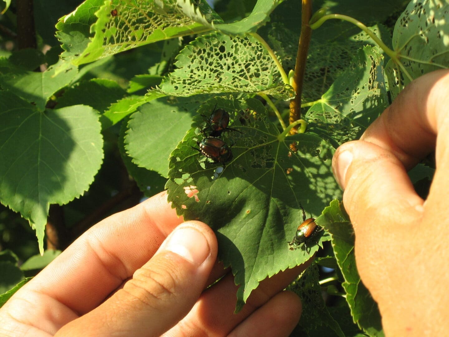 Japanese beetles eating leaves.
