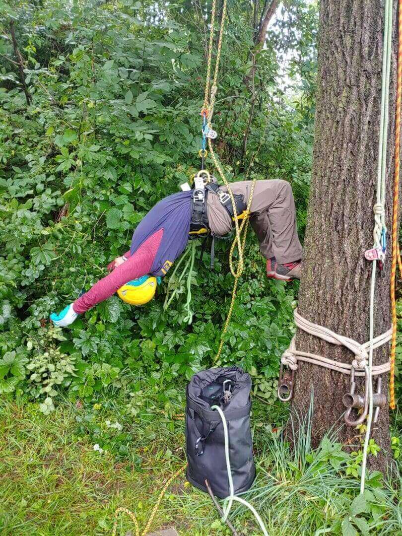 Arborist suspended in tree harness.