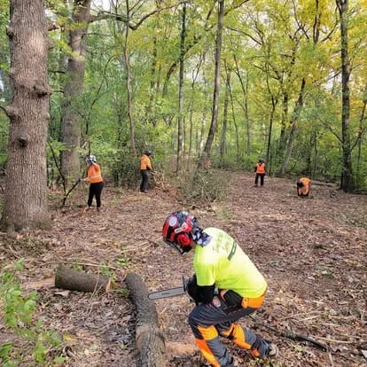 People working in a forest clearing area.