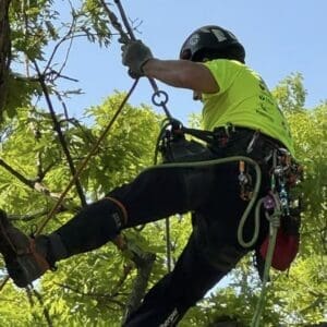 Tree climber in safety gear on ropes.