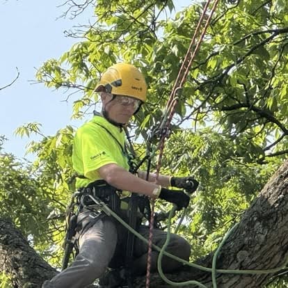 Tree climber in safety gear on branches.