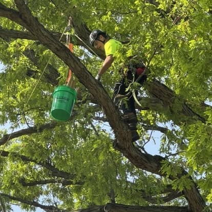 Person climbing tree with a green bucket.
