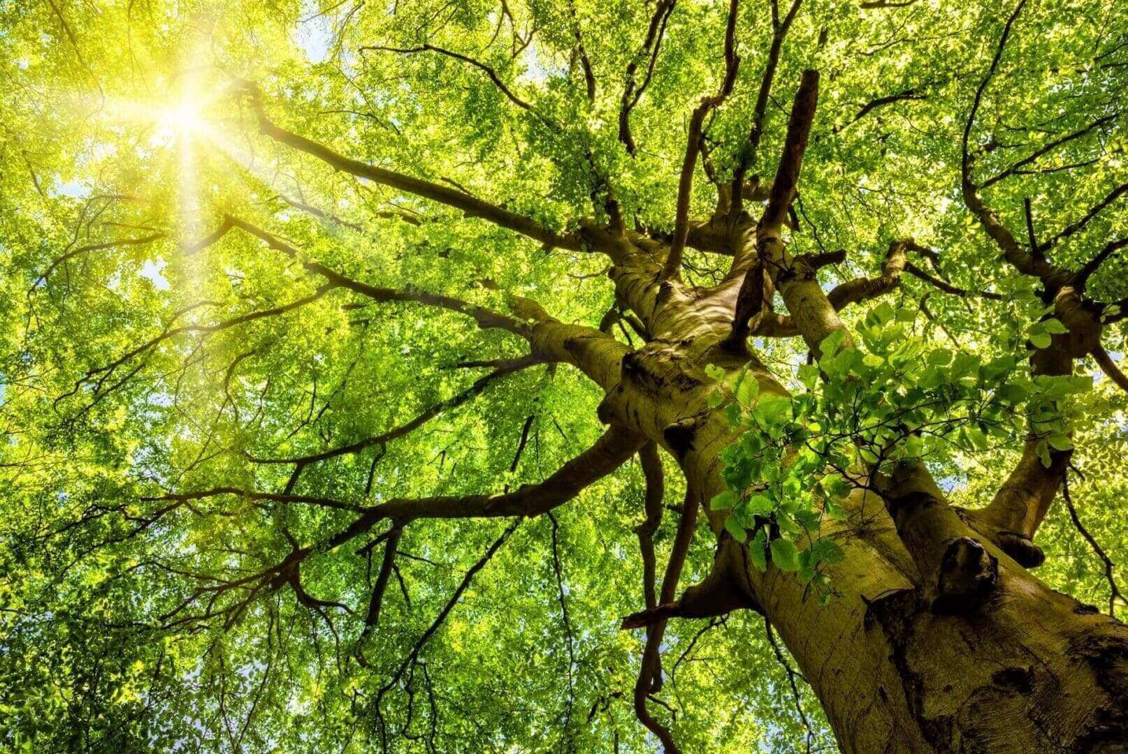 Sunlight filtering through lush green tree canopy.