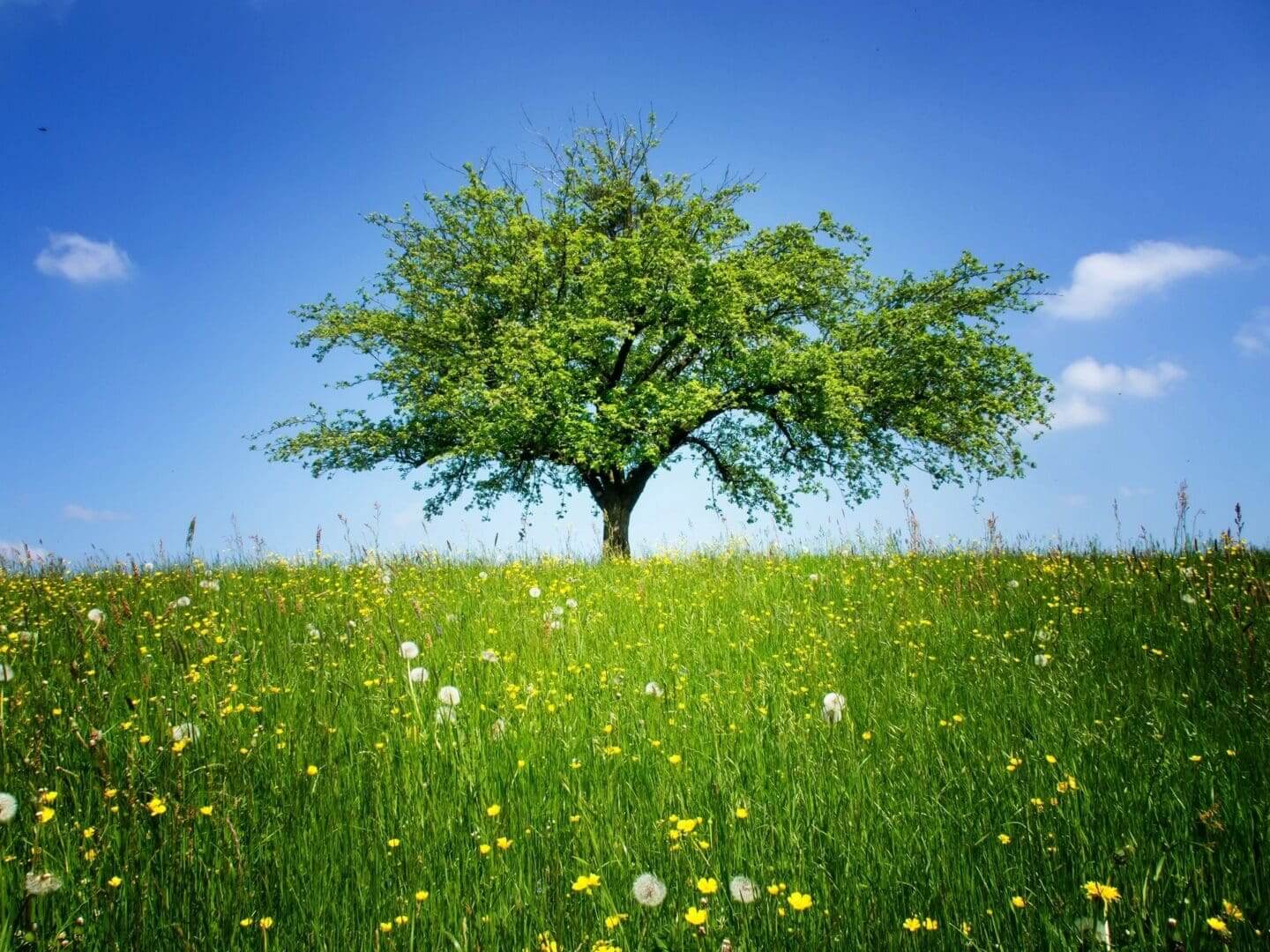 Tree on grassy hill under blue sky.