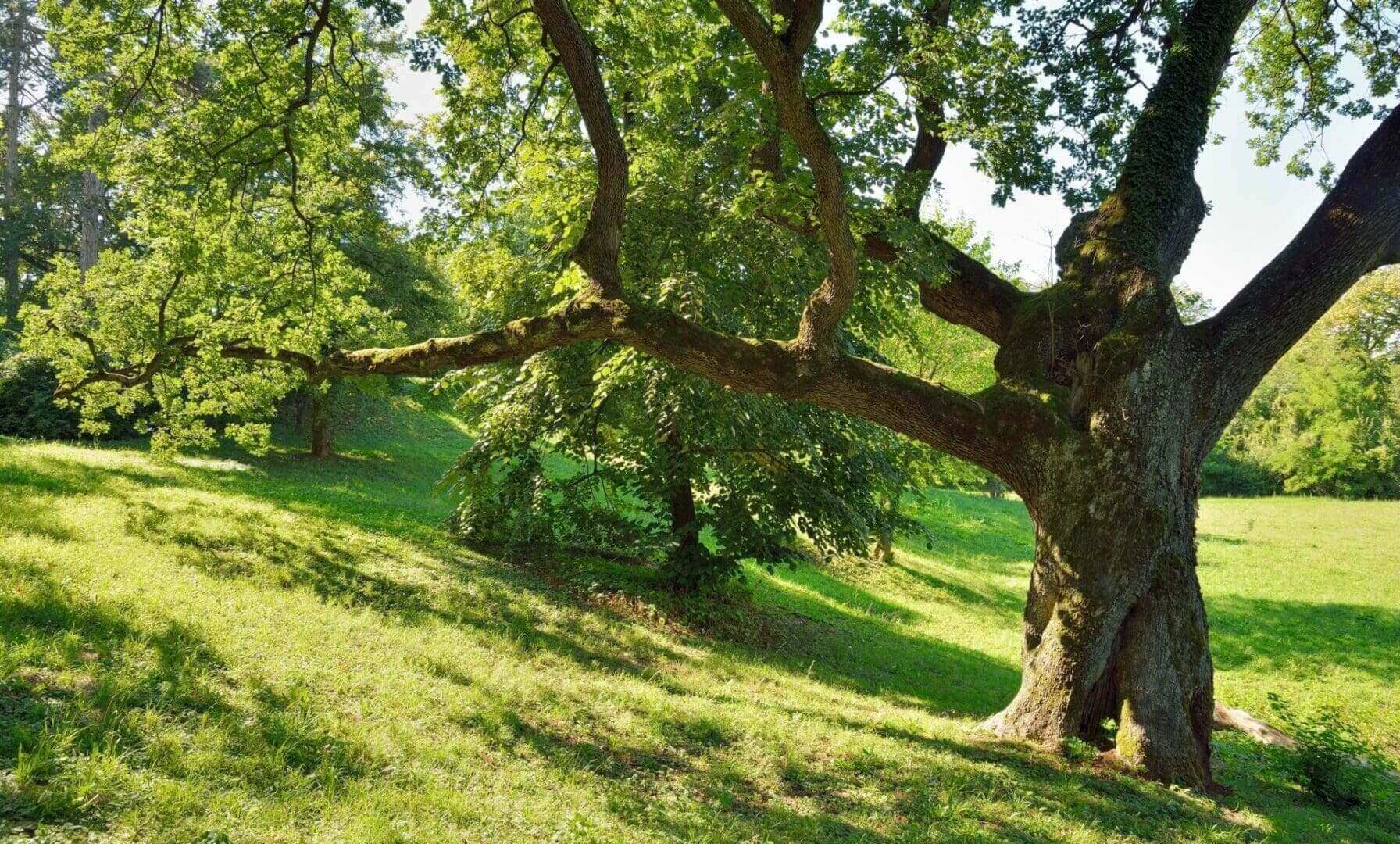 Large tree with sprawling branches in sunlight.