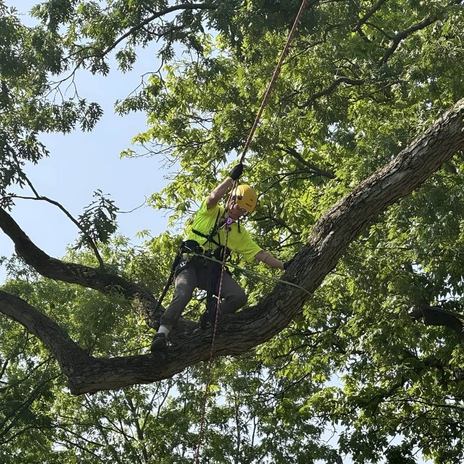 Person climbing a tree with safety gear.