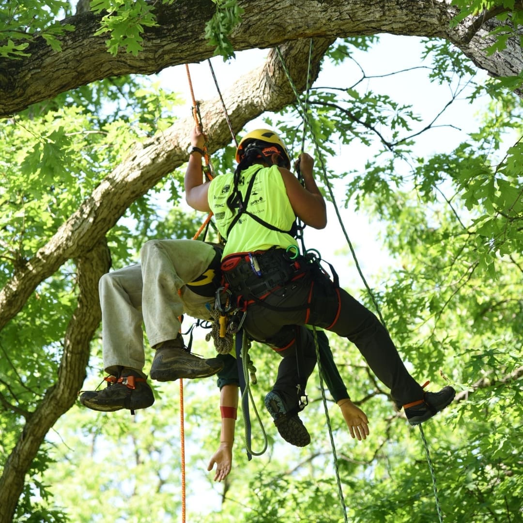 Two climbers suspended in tree wearing safety gear