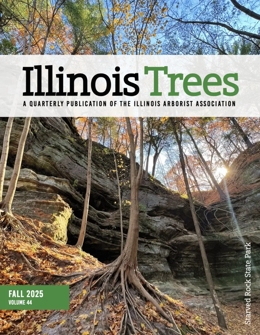 Trees and rock formations in autumn forest.