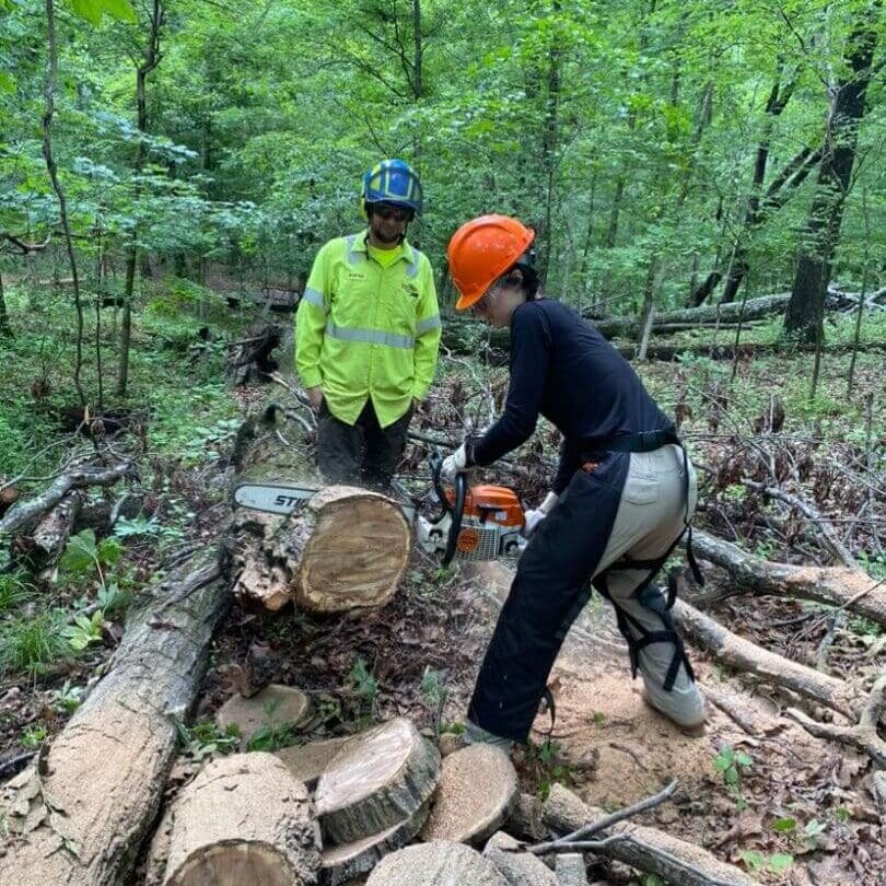 Worker cutting logs with chainsaw in forest