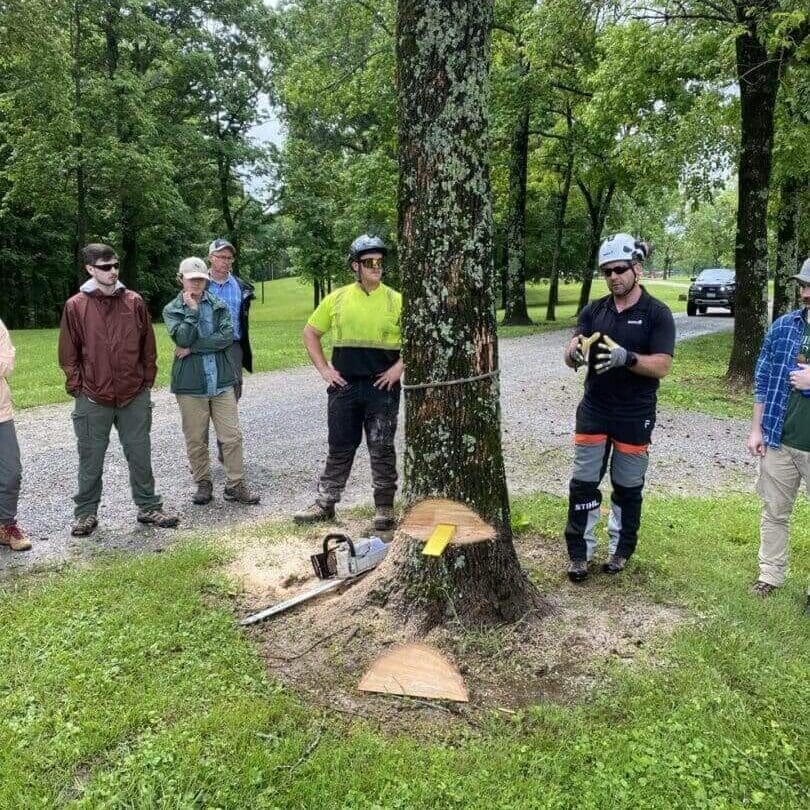 Group watching tree felling demonstration at stump